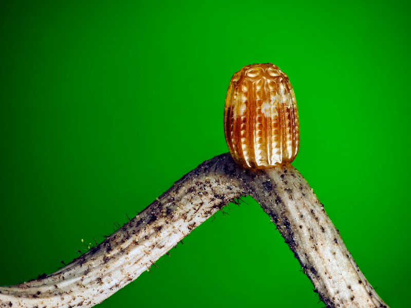 Illustration for article titled Las mejores microfotografĂas del año nos muestran la increĂble belleza de lo que no podemos ver